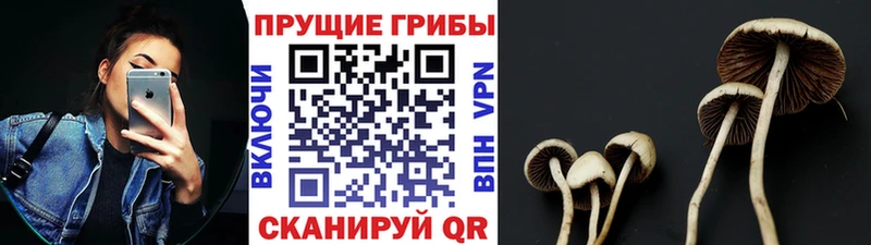 Купить закладки  Кораблино  Псилоцибиновые грибы Psilocybe 
